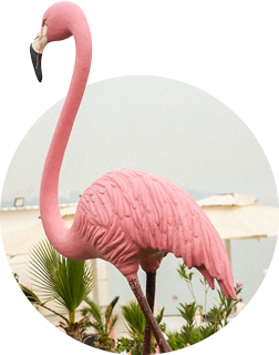 Flamingo_0006_Generative-Fill-8 Flamingo_0006_Generative-Fill-8